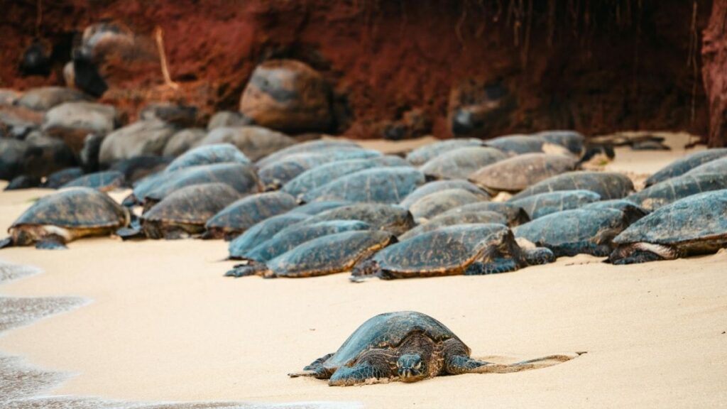 Best Time to Visit Aruba - Shoulder Season from May to August