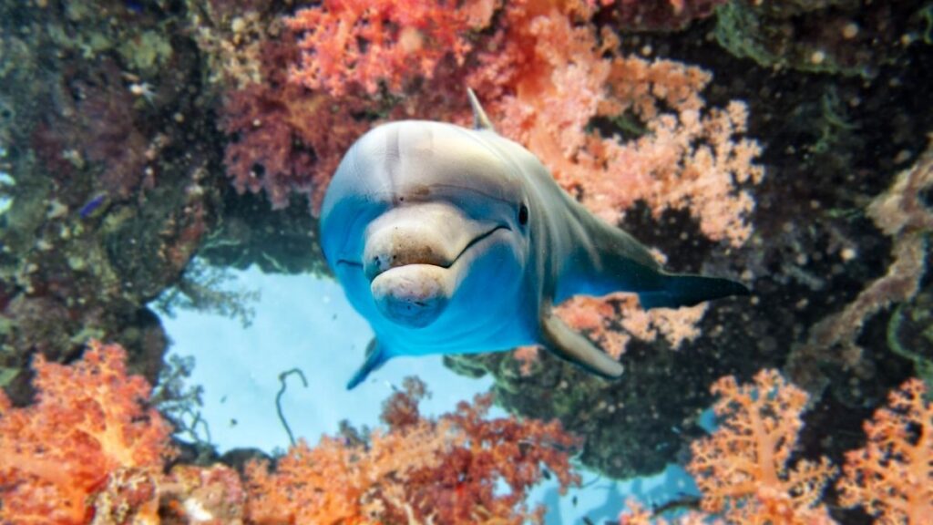 Rencontrer des dauphins et d'autres grandes créatures de l'océan dans les meilleurs sites pour les plongeurs avancés.