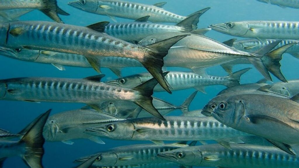 Guide ultime de la plongée à Curaçao - Reef explorers