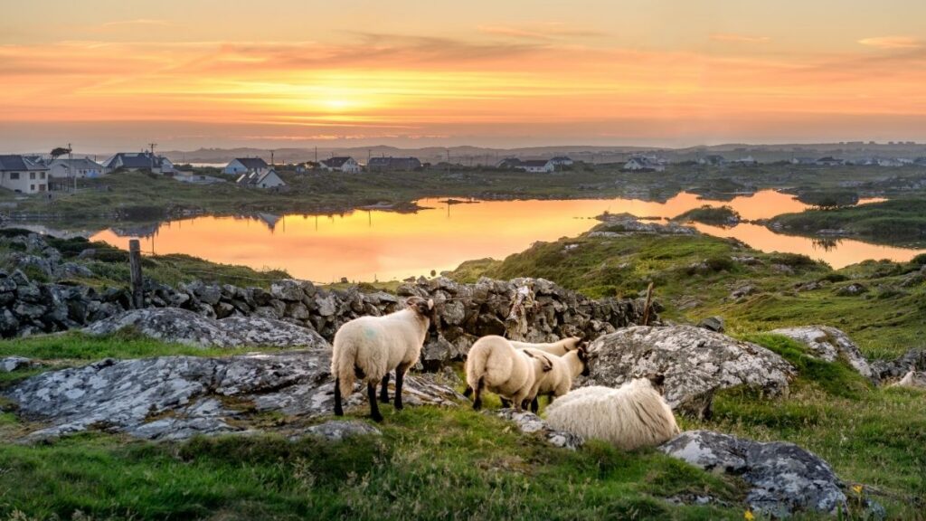 Entdecken Sie den Frühling in Irland und wandern Sie, um die Lämmer auf den Feldern zu sehen