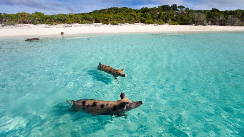 Swim with pigs in Exuma's deep blue water