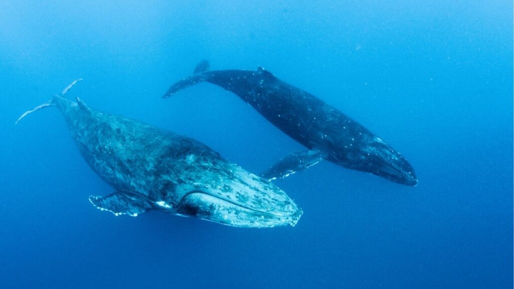 Best Time to Visit Australia - Humpback Whale Season