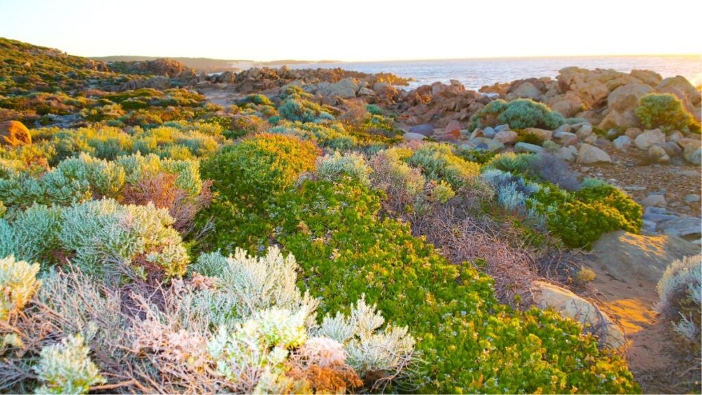 Best Time to Visit Australia - Spring
