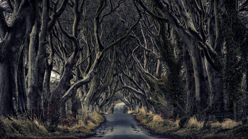 Game of Thrones Filming Locations - Dark Hedges