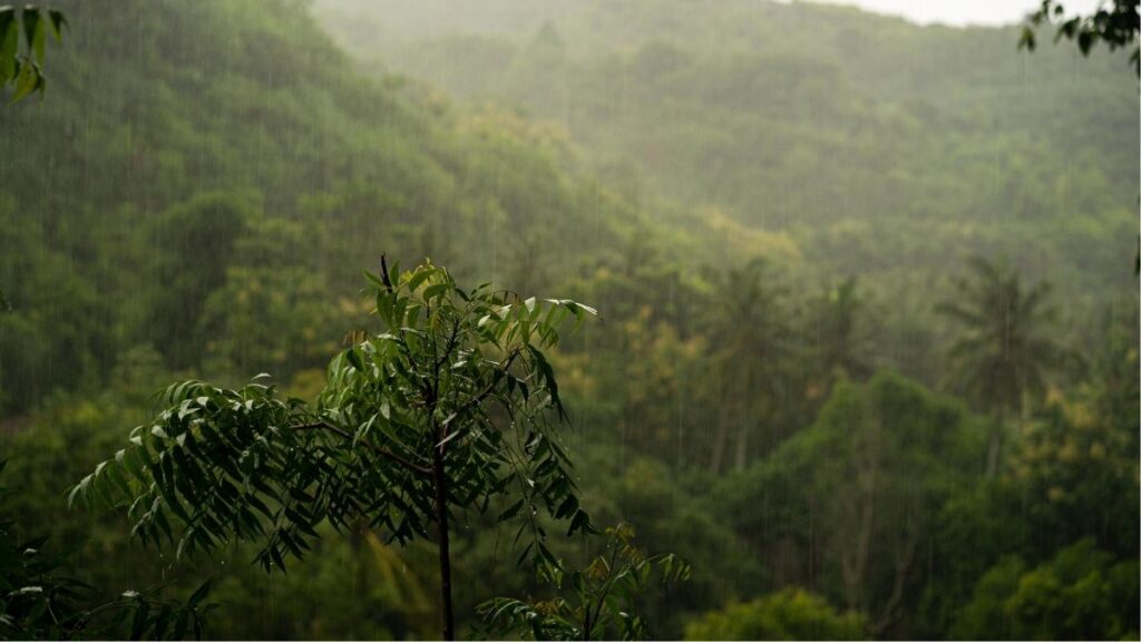 The wet season from November to April