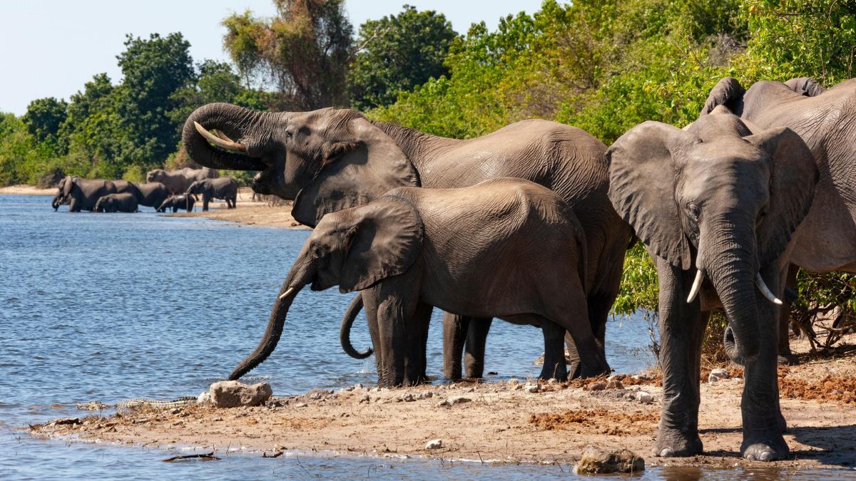 Ubigi Travel blog: Chobe National Park Botswana