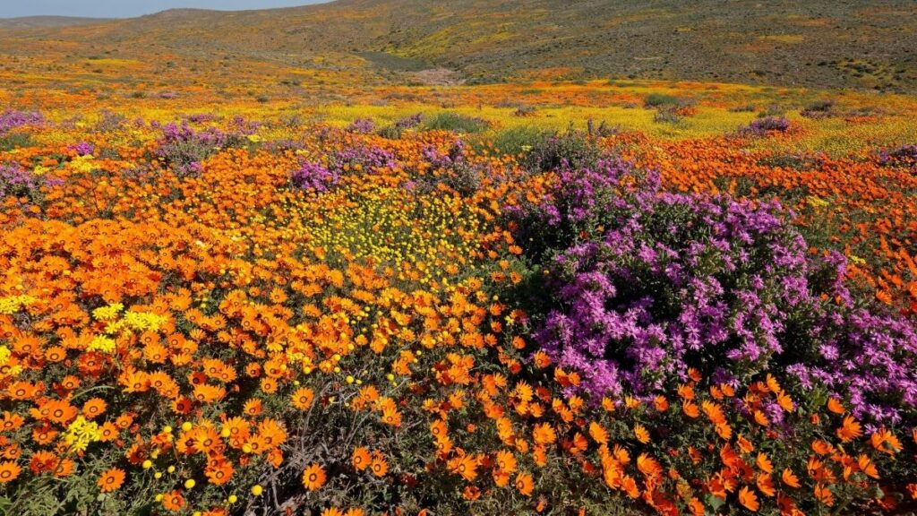 Wat is het bloemenseizoen in Namaqualand?