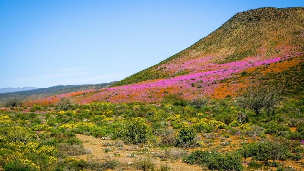 Het bloeiseizoen in Namaqualand in Zuid-Afrika - Wanneer kun je de bloei in Namaqualand meemaken?