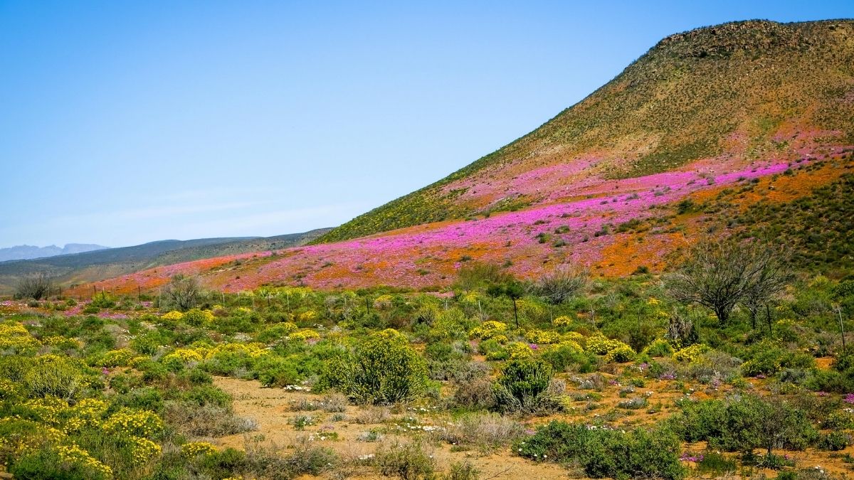 When to Witness the Namaqualand Bloom