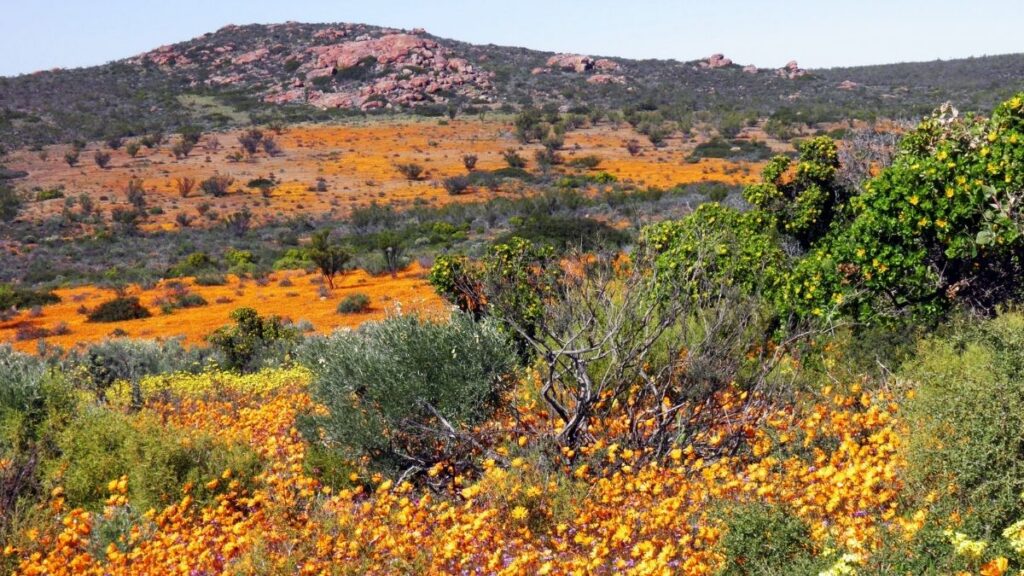Het bloeiseizoen in Namaqualand in Zuid-Afrika - Waar vind je de bloemen van Namaqualand?
