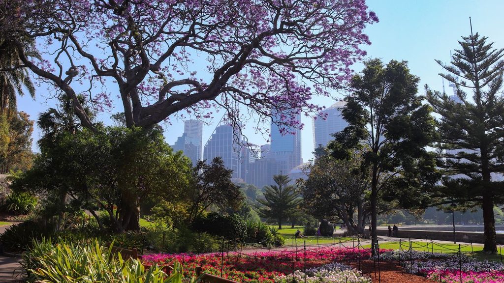 Las mejores actividades en Sídney: el Jardín Botánico