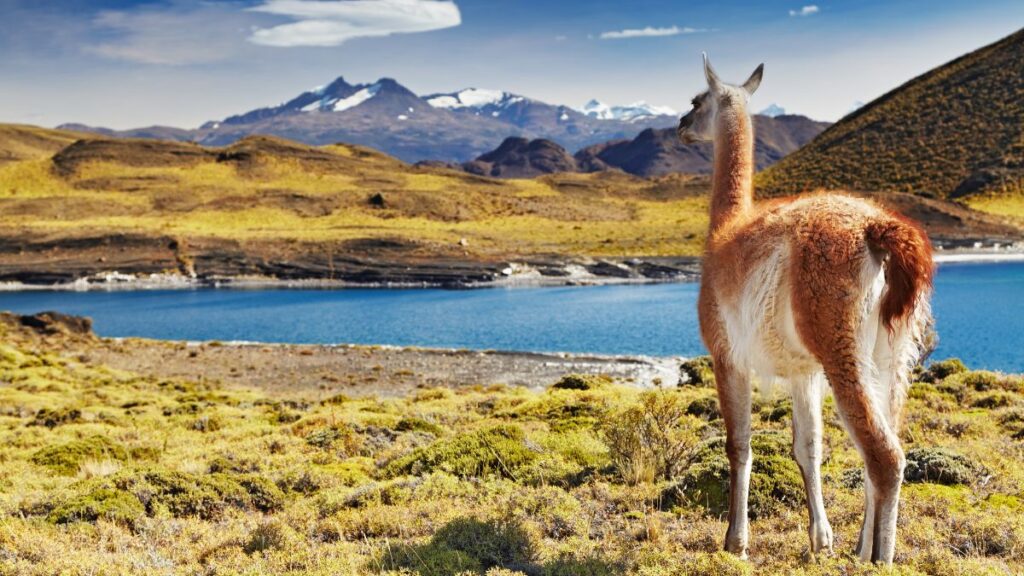 Patagonia in Spring
