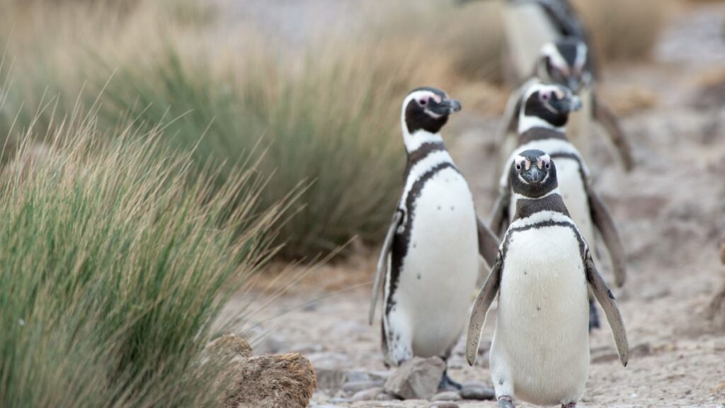 Best Time of Year to Travel to Patagonia - Wildlife