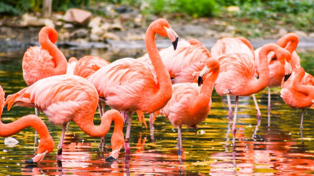 Birdwatching nella Valle del Rift in Etiopia - Stormi di fenicotteri rosa